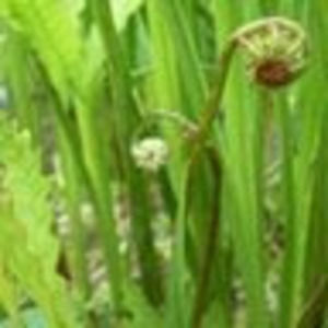 Meet your Posher, Fern